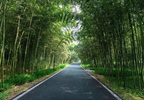 安吉竹博园游玩攻略,396种竹子尽览竹海风光-和风乐游农庄(图1) 安吉竹博园游玩攻略,396种竹子尽览竹海风光-和风乐游农庄(图1)