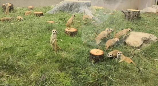 中南百草园动物王国奇妙之旅，多元物种生态体验-和风乐游农庄(图1)