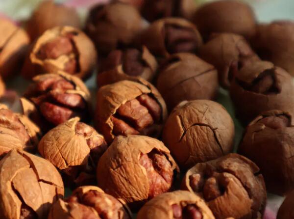 安吉特产山核桃的营养价值与健康益处解析-和风乐游农庄(图2) 安吉特产山核桃的营养价值与健康益处解析-和风乐游农庄(图2)