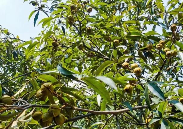 安吉特产山核桃的营养价值与健康益处解析-和风乐游农庄(图1) 安吉特产山核桃的营养价值与健康益处解析-和风乐游农庄(图1)