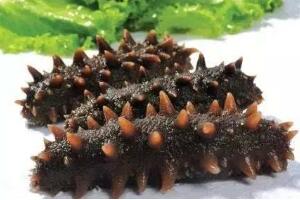 灵山岛海参 - 和风乐游农庄