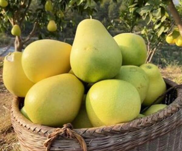 蜜柚(图2) 蜜柚(图2)