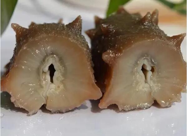 灵山岛海参(图2)