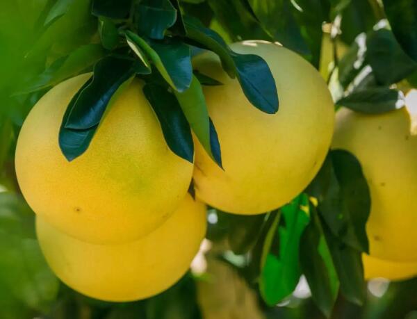 蜜柚(图1) 蜜柚(图1)