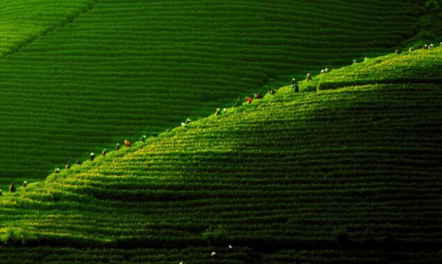 安吉之美：温润山水间的诗意生活体验-和风乐游农庄(图5)