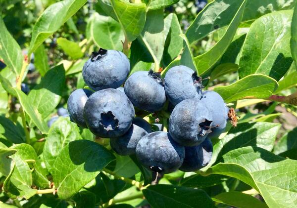 即墨蓝莓(图1) 即墨蓝莓(图1)