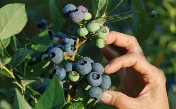 即墨蓝莓(图2) 即墨蓝莓(图2)