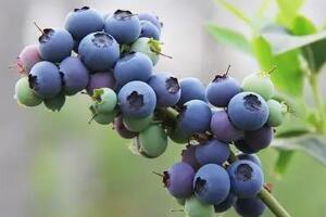 即墨蓝莓 - 和风乐游农庄