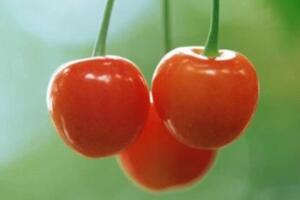 北宅樱桃 - 和风乐游农庄