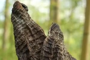 烟笋 - 和风乐游农庄