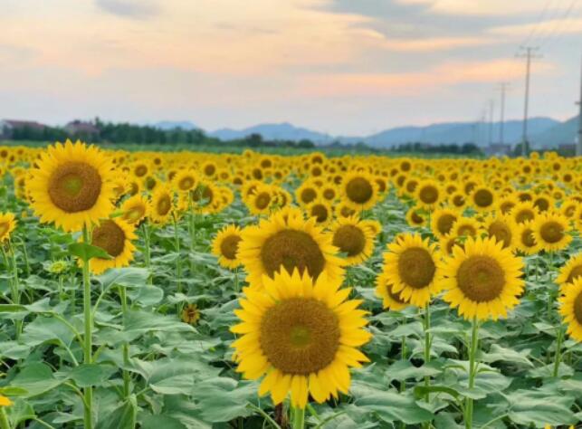 安吉最美配色盘点：从嘉年红到星空紫的色彩盛宴-和风乐游农庄(图3)