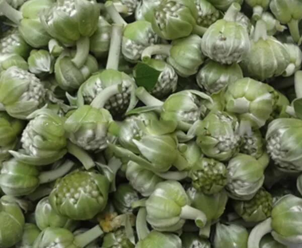 山桠皮(图1) 山桠皮(图1)