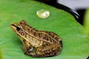 棘胸蛙 - 和风乐游农庄