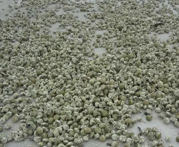 山桠皮(图2) 山桠皮(图2)