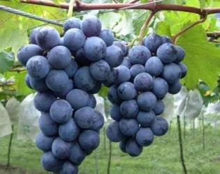 果香诱人葡萄采摘正当时，自然成熟体验田园乐趣-和风乐游农庄 - 和风乐游农庄