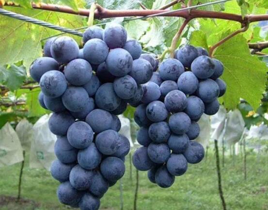 果香诱人葡萄采摘正当时，自然成熟体验田园乐趣-和风乐游农庄(图2)