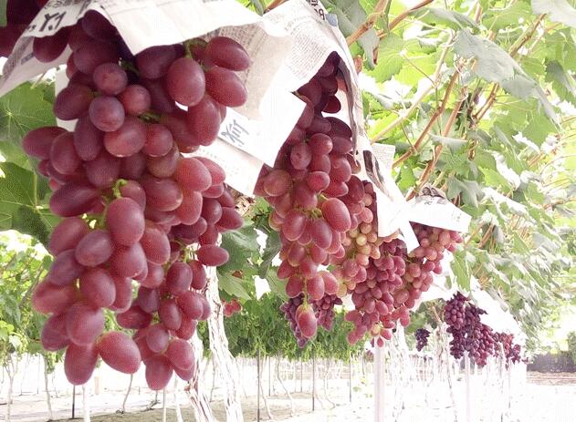 果香诱人葡萄采摘正当时，自然成熟体验田园乐趣-和风乐游农庄(图4)