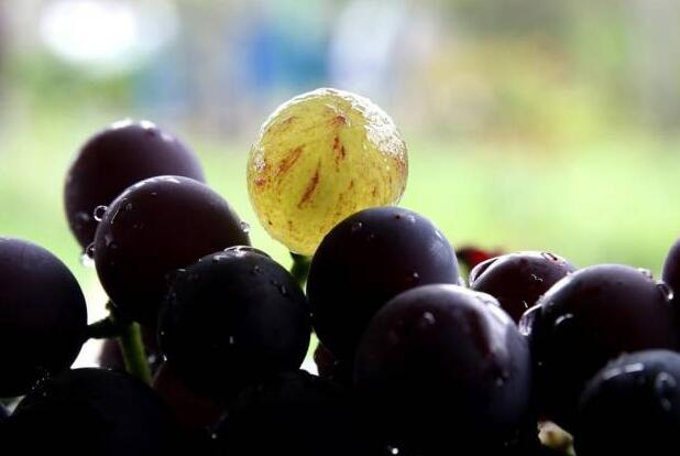 果香诱人葡萄采摘正当时，自然成熟体验田园乐趣-和风乐游农庄(图3)