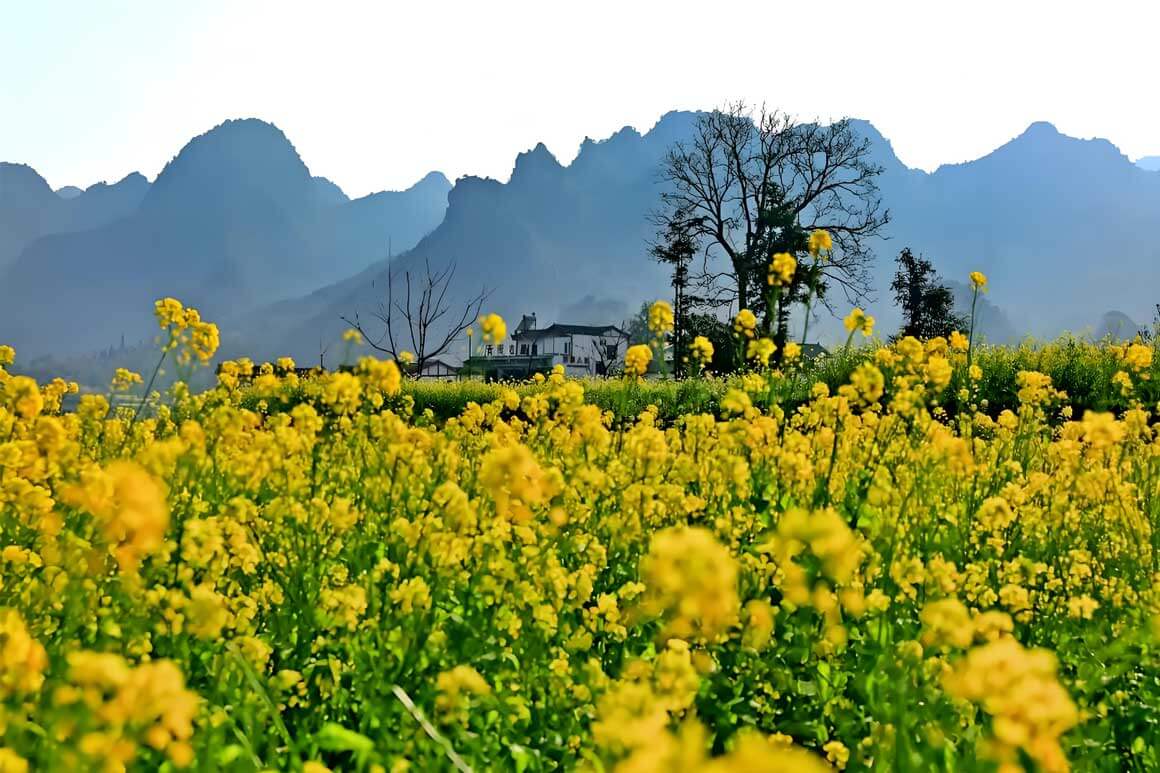 婺源油菜花摄影机位大全：徽派古村春日大片拍摄攻略-和风乐游农庄(图1)