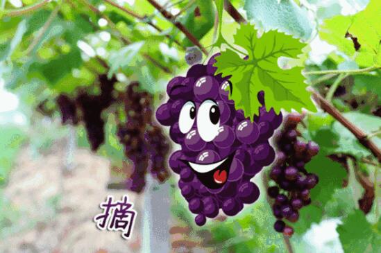果香诱人葡萄采摘正当时，自然成熟体验田园乐趣-和风乐游农庄(图1)