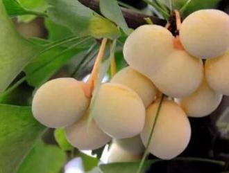 饮食界活化石银杏的营养价值与食用方法-和风乐游农庄 - 和风乐游农庄