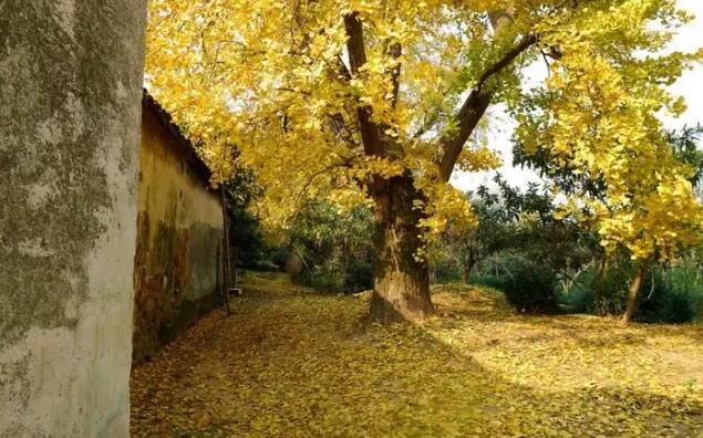 饮食界活化石银杏的营养价值与食用方法-和风乐游农庄(图4) 饮食界活化石银杏的营养价值与食用方法-和风乐游农庄(图4)