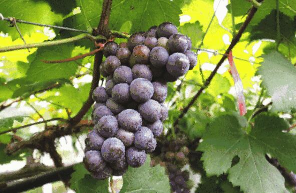 果香诱人葡萄采摘正当时，自然成熟体验田园乐趣-和风乐游农庄(图5)