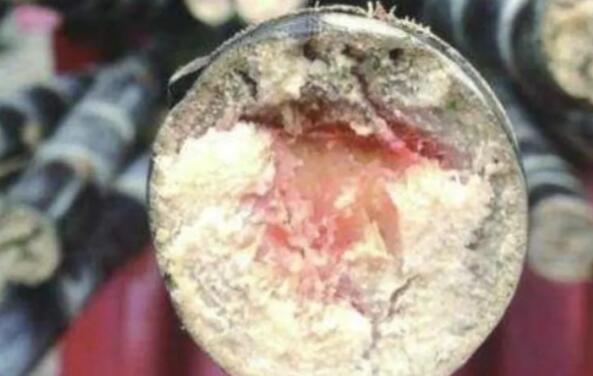 变色甘蔗有毒害健康,食用霉变甘蔗可致多器官衰竭-和风乐游农庄(图2) 变色甘蔗有毒害健康,食用霉变甘蔗可致多器官衰竭-和风乐游农庄(图2)