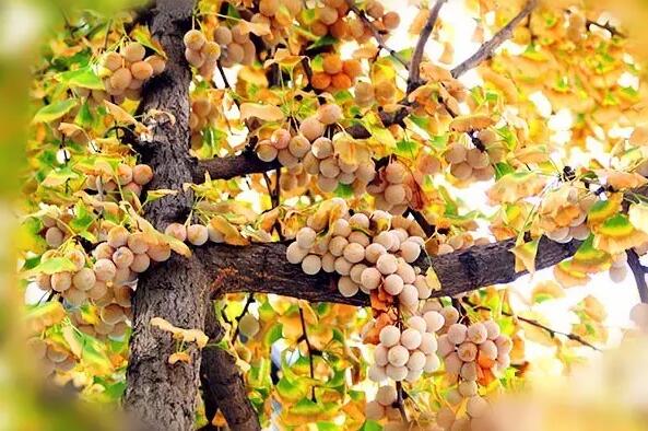 饮食界活化石银杏的营养价值与食用方法-和风乐游农庄(图3) 饮食界活化石银杏的营养价值与食用方法-和风乐游农庄(图3)