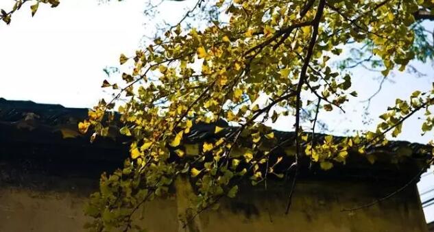 饮食界活化石银杏的营养价值与食用方法-和风乐游农庄(图1) 饮食界活化石银杏的营养价值与食用方法-和风乐游农庄(图1)