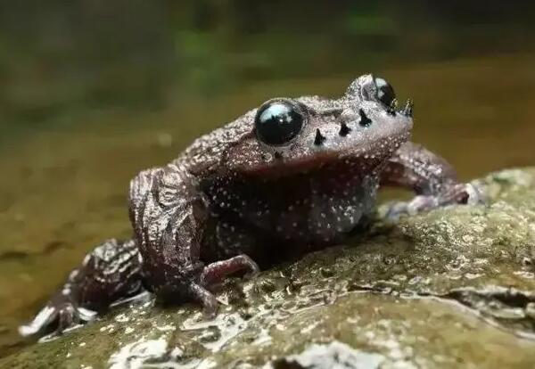 胡子蟾(图1) 胡子蟾(图1)