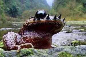 胡子蟾 - 和风乐游农庄