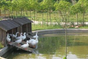 上海崇明前卫生态村：3.6平方公里现代化生态旅游胜地-和风乐游农庄 - 和风乐游农庄