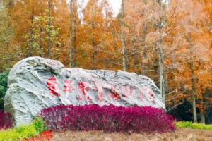 上海东平国家森林公园：华东最大人造平原森林探秘-和风乐游农庄 - 和风乐游农庄