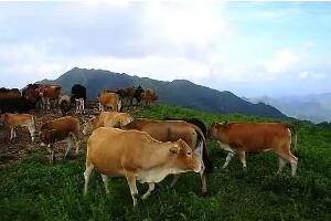 高山小黄牛营养价值及搭配食用方法全解-和风乐游农庄 - 和风乐游农庄