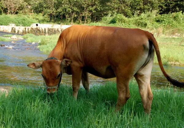 高山小黄牛营养价值及搭配食用方法全解-和风乐游农庄(图2) 高山小黄牛营养价值及搭配食用方法全解-和风乐游农庄(图2)
