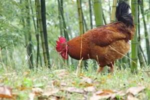 浙江黄泥岭土鸡天然散养 原生态养殖品质保证-和风乐游农庄 - 和风乐游农庄