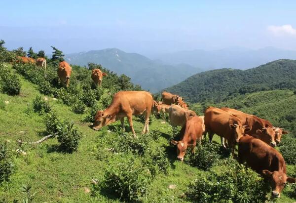 高山小黄牛营养价值及搭配食用方法全解-和风乐游农庄(图1) 高山小黄牛营养价值及搭配食用方法全解-和风乐游农庄(图1)
