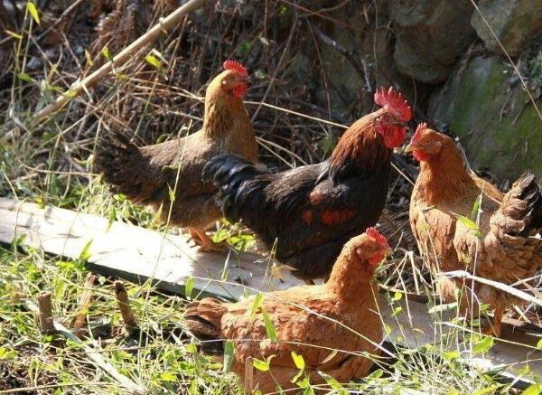 浙江黄泥岭土鸡天然散养 原生态养殖品质保证-和风乐游农庄(图1)