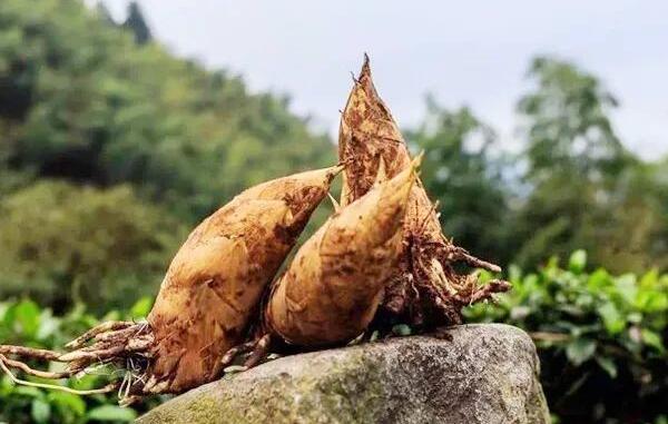 小忠冬笋独特品质与营养价值解析-和风乐游农庄(图1) 小忠冬笋独特品质与营养价值解析-和风乐游农庄(图1)