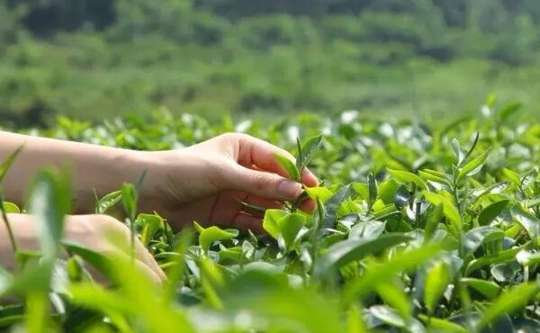 春来早茶叶产地工艺与品质特色解析-和风乐游农庄(图1) 春来早茶叶产地工艺与品质特色解析-和风乐游农庄(图1)