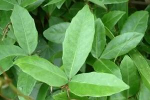 三叶青的功效与价值探析，植物抗生素的独特药用优势-和风乐游农庄 - 和风乐游农庄