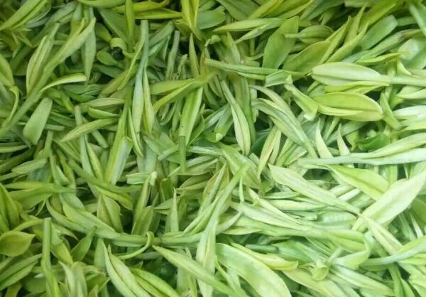 春来早茶叶产地工艺与品质特色解析-和风乐游农庄(图2) 春来早茶叶产地工艺与品质特色解析-和风乐游农庄(图2)