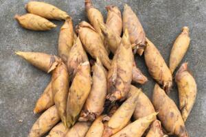 小忠冬笋独特品质与营养价值解析-和风乐游农庄 - 和风乐游农庄