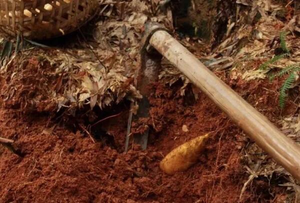 小忠冬笋独特品质与营养价值解析-和风乐游农庄(图2) 小忠冬笋独特品质与营养价值解析-和风乐游农庄(图2)