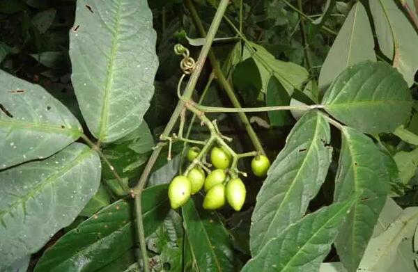 三叶青的功效与价值探析，植物抗生素的独特药用优势-和风乐游农庄(图1)