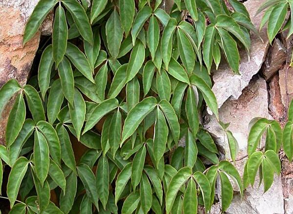 三叶青的功效与价值探析，植物抗生素的独特药用优势-和风乐游农庄(图2)