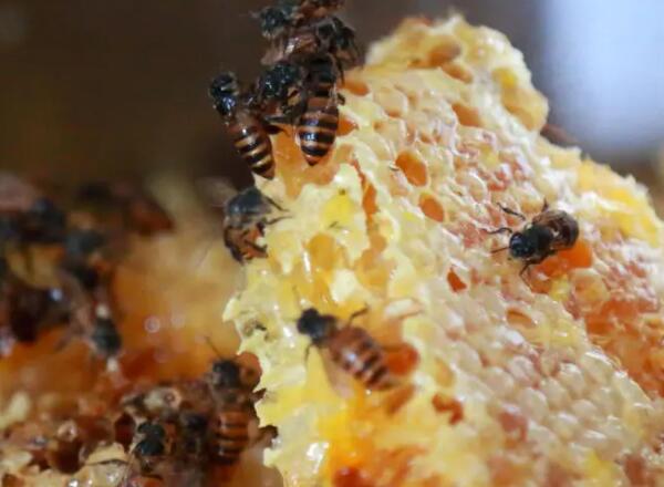 遂昌土蜂蜜的功效与鉴别方法详解-和风乐游农庄(图2)