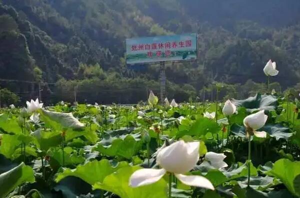 处州白莲的营养价值与养生功效解析-和风乐游农庄(图1) 处州白莲的营养价值与养生功效解析-和风乐游农庄(图1)