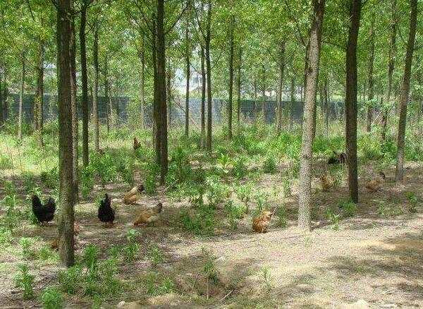 浙江黄泥岭土鸡天然散养 原生态养殖品质保证-和风乐游农庄(图2)